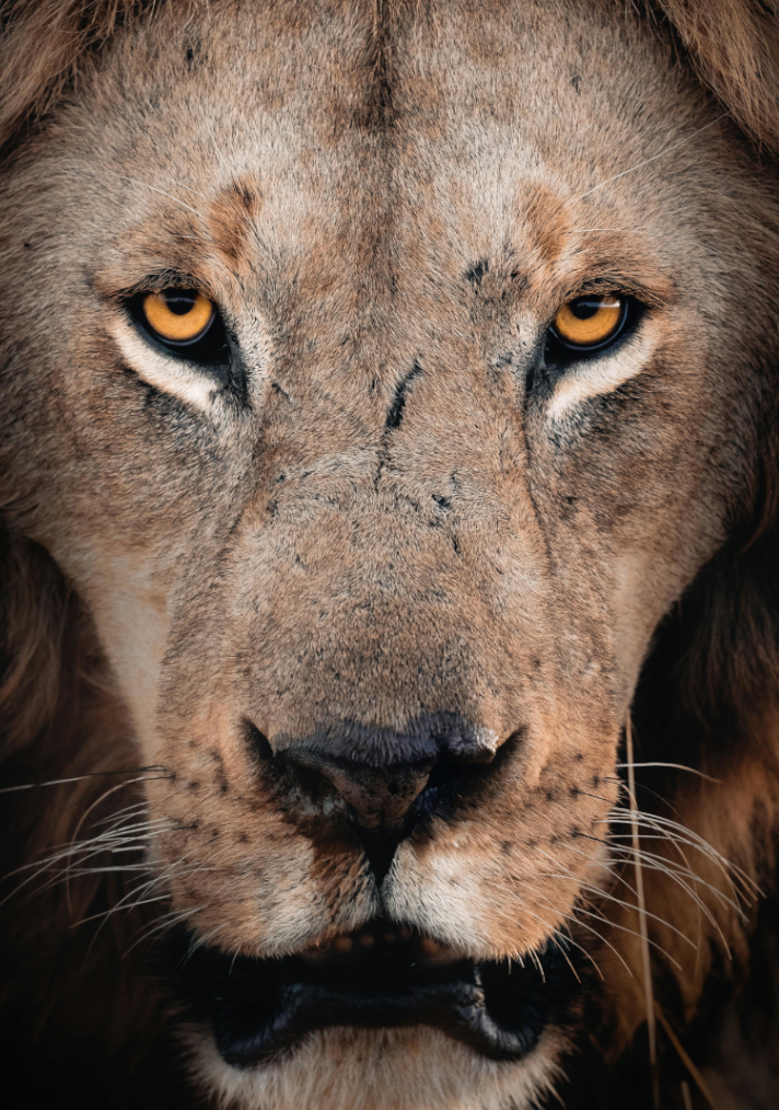 Wees sterk, voel niet